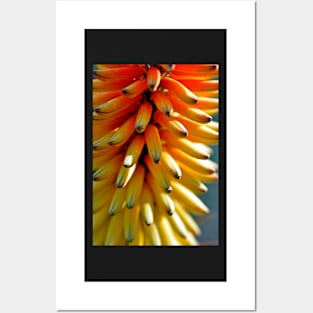 Spanish flower in yellowish colours Posters and Art